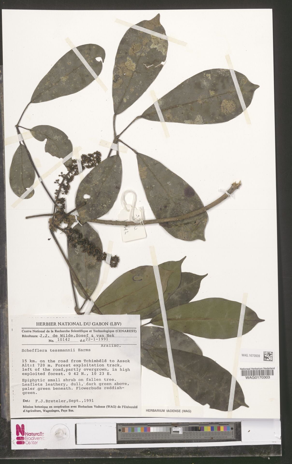 Astropanax tessmannii — houseplant care guide