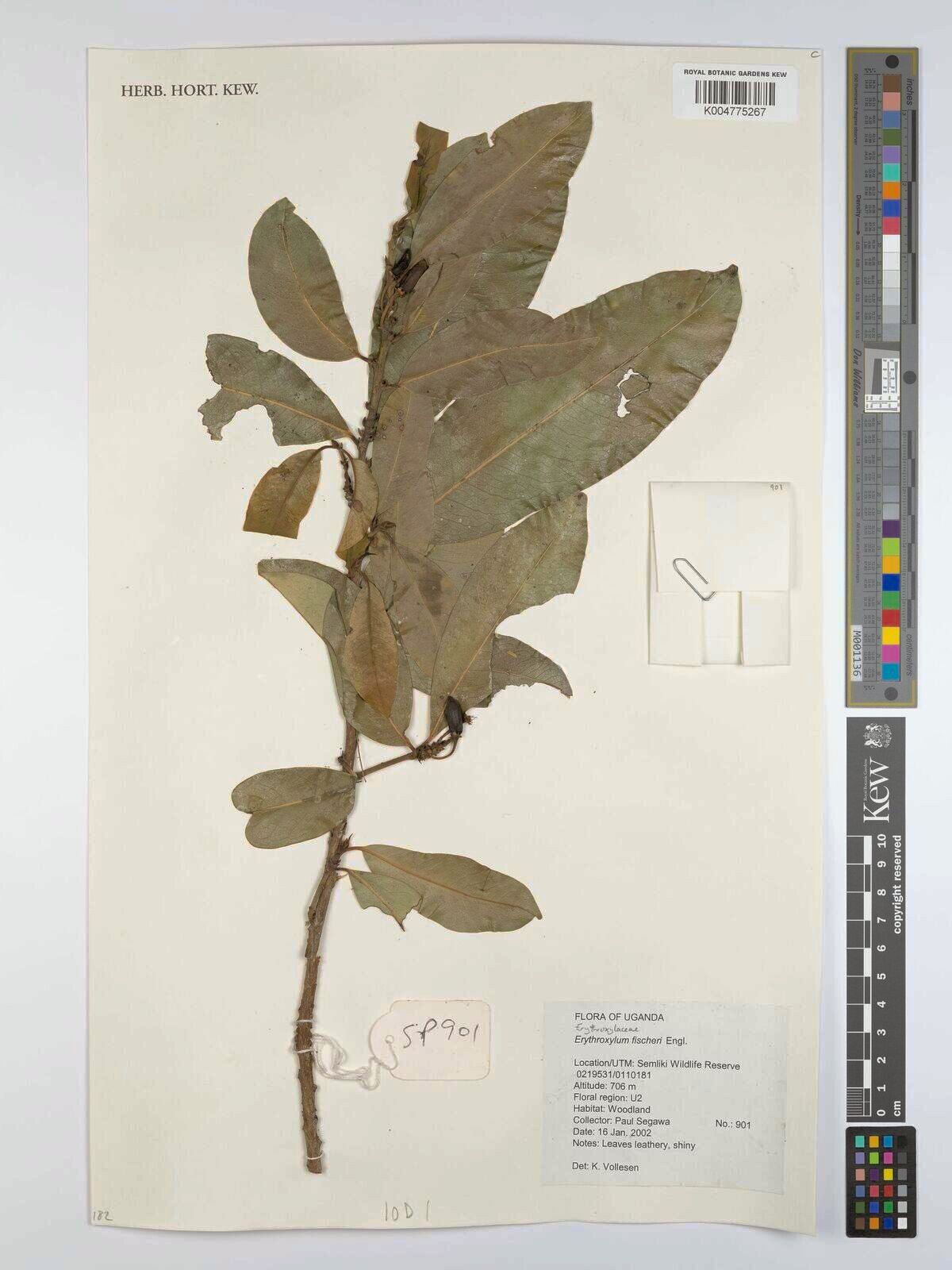 Erythroxylum fischeri — houseplant care guide