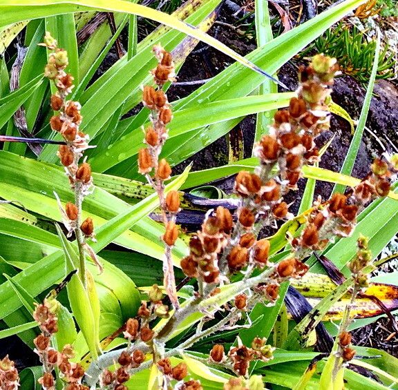 Astelia alpina — related species from the same genus