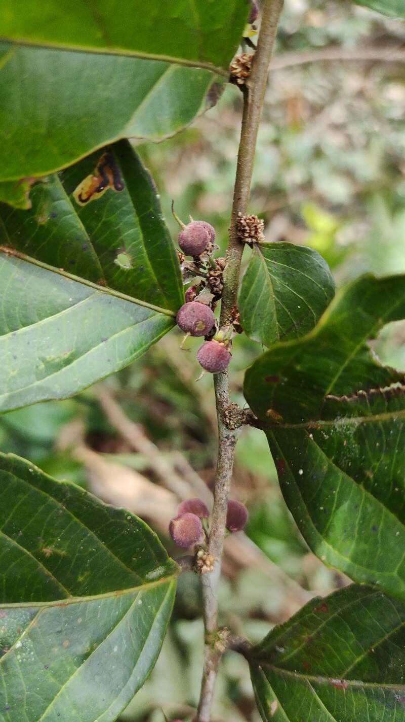 Casearia tacanensis fruit