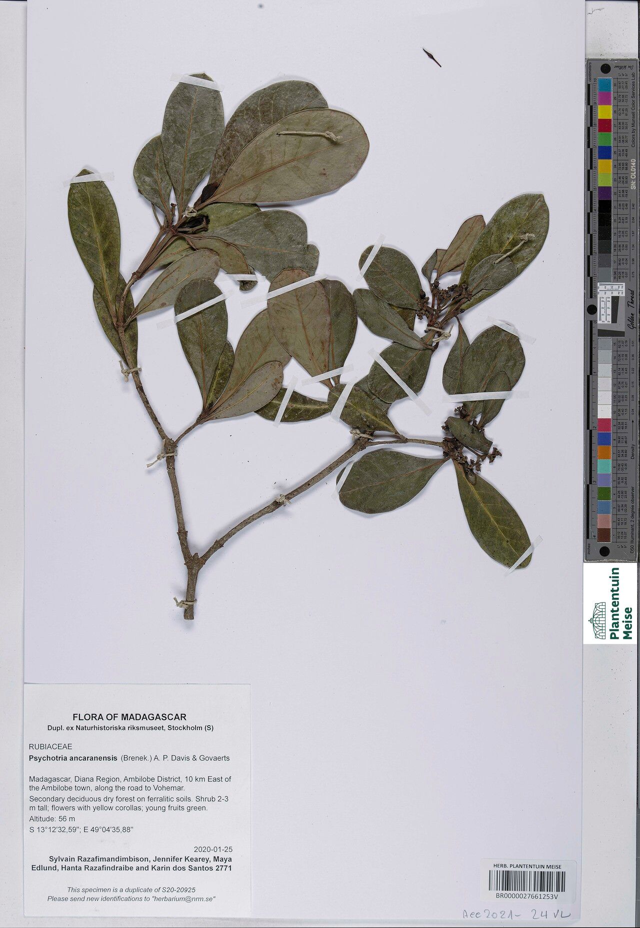 Psychotria ancaranensis — houseplant care guide