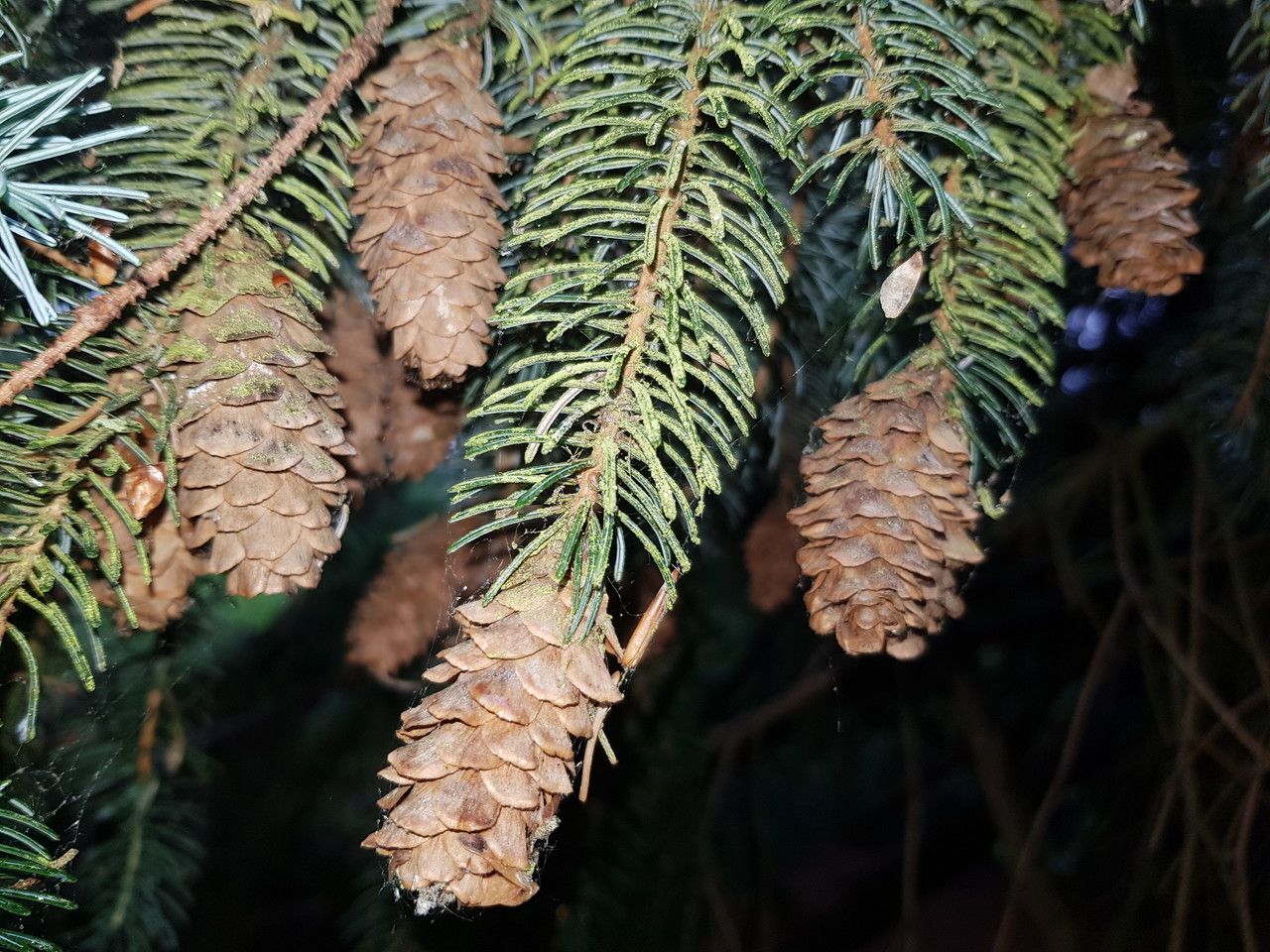Picea brachytyla fruit