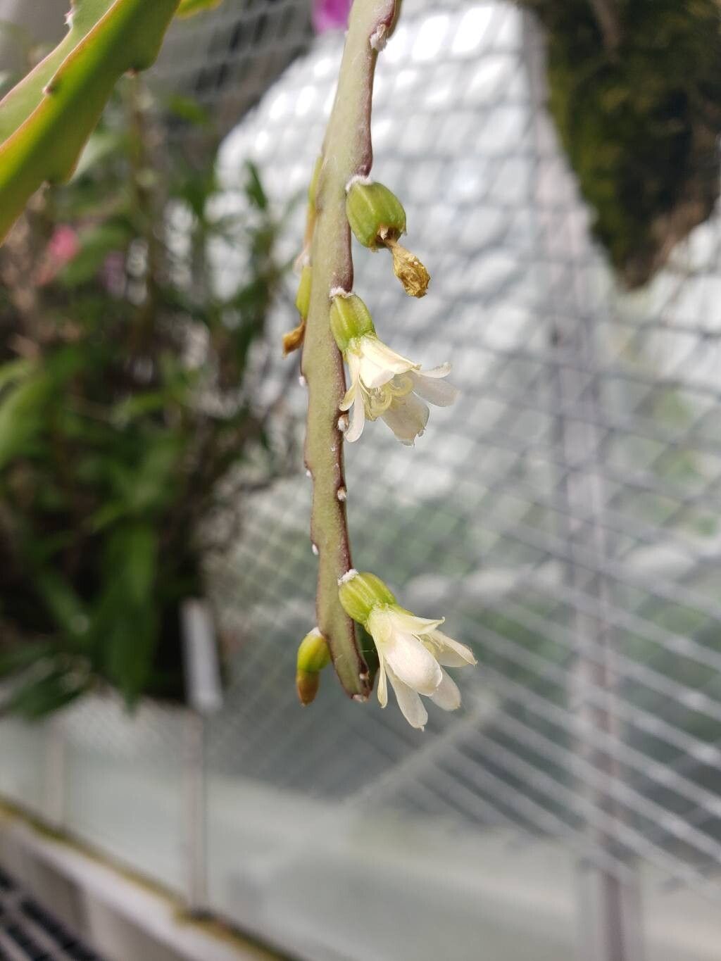 Lepismium lorentzianum flower
