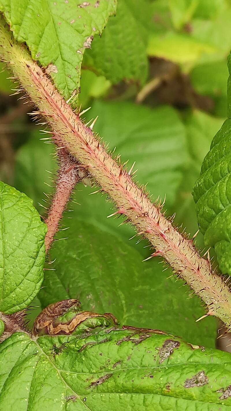 Rubus caucasicus bark