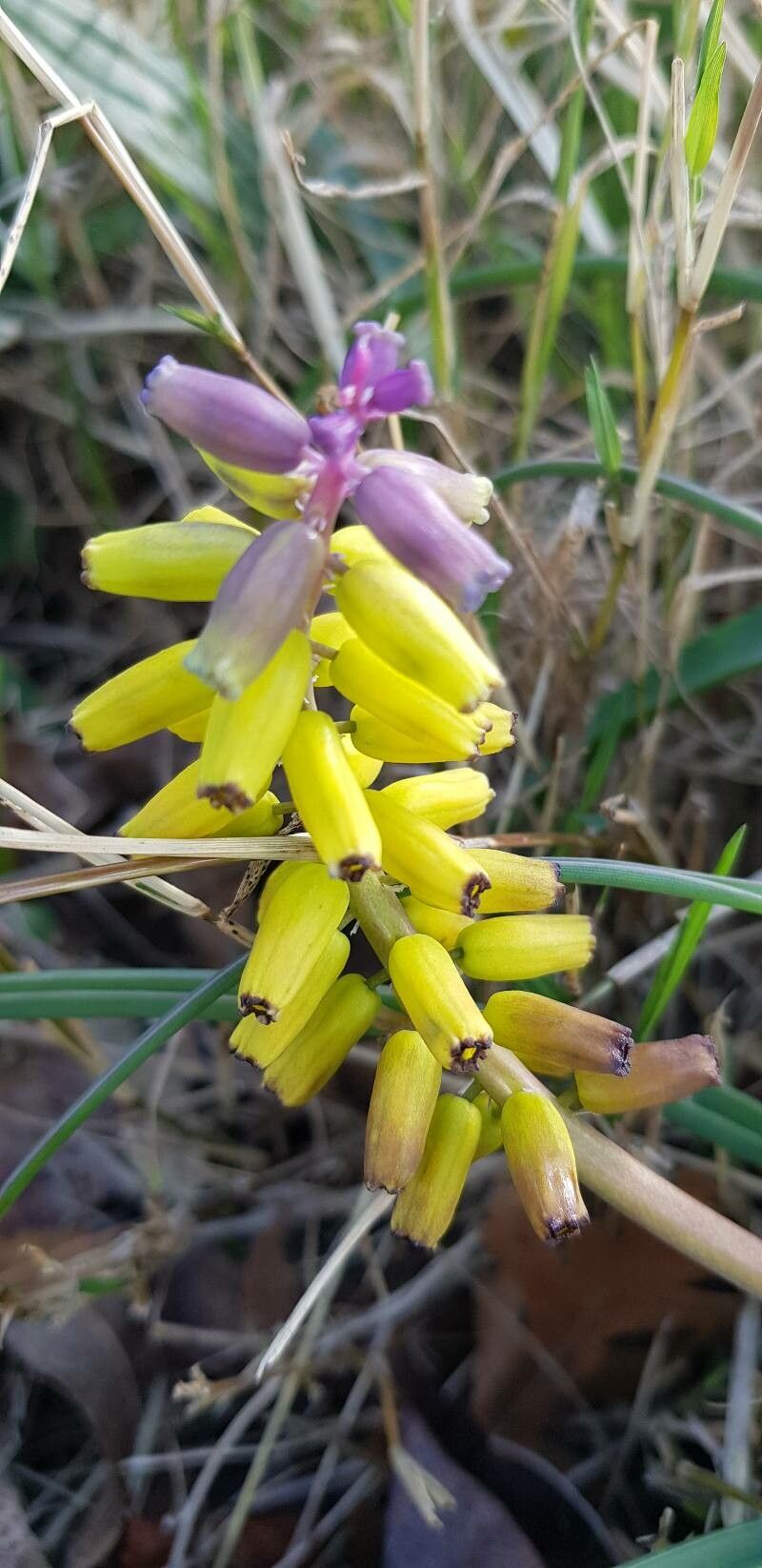 Muscarimia macrocarpa flower