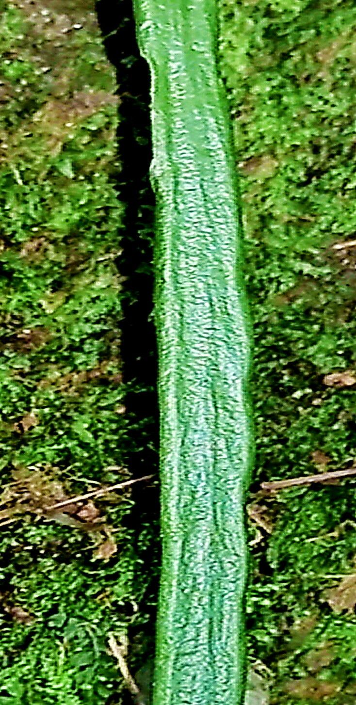 Haplopteris taeniophylla — houseplant care guide