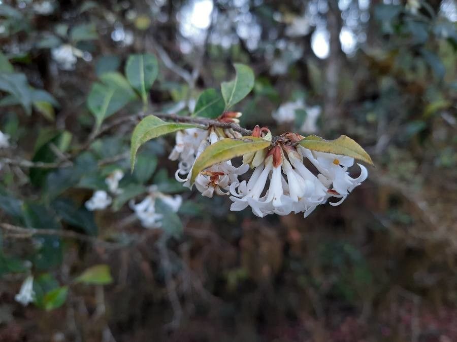 Osmanthus suavis — search result for 'Osmanthus'