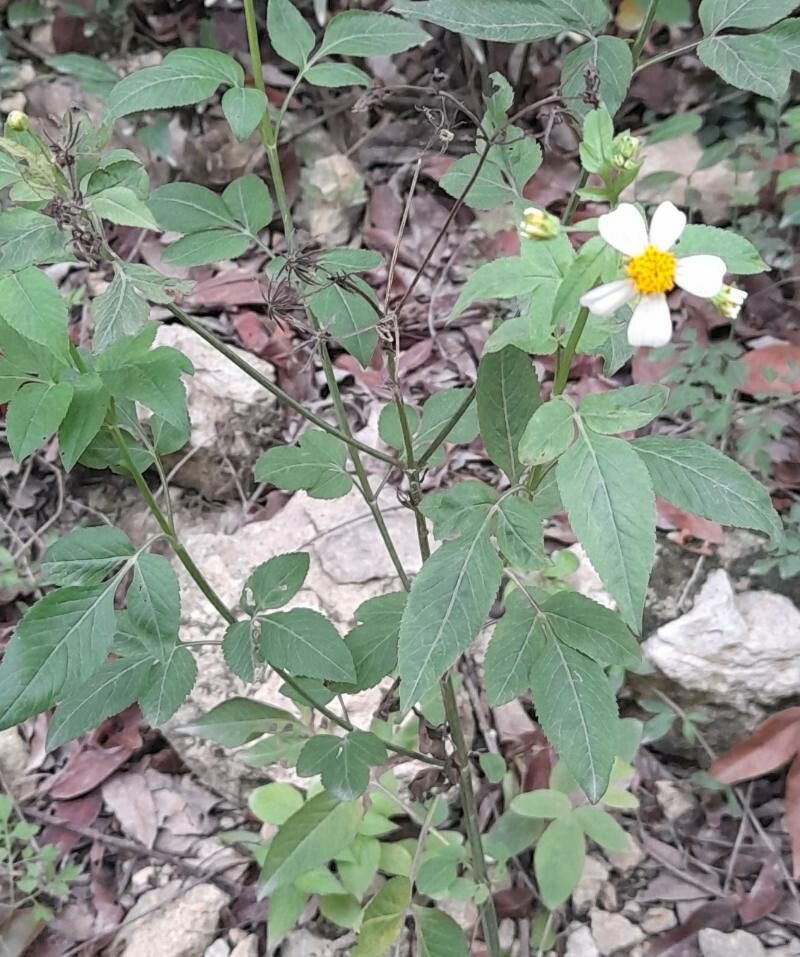 Bidens leucanthema habit