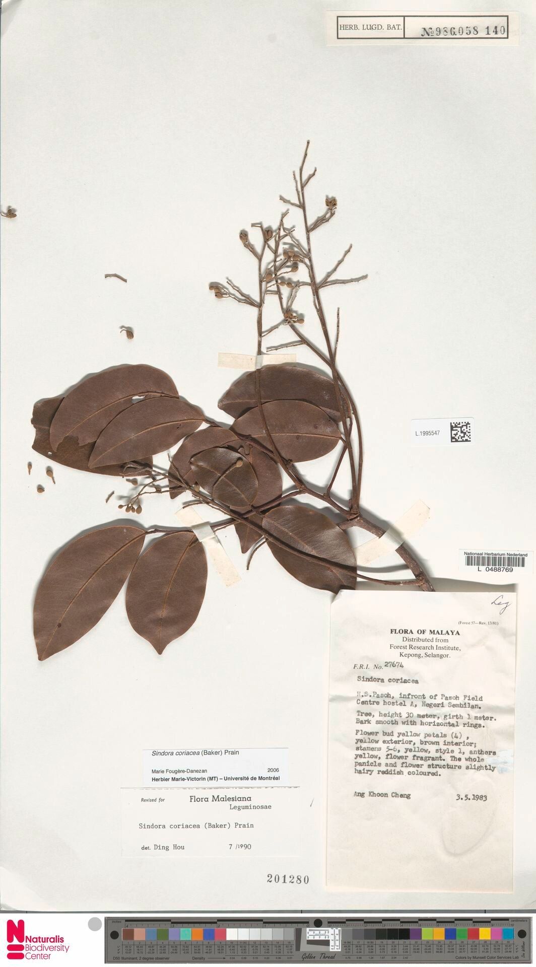 Sindora coriacea — related species from the same genus