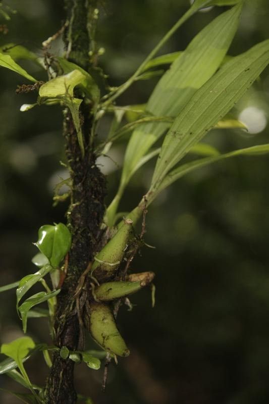 Paphinia cristata habit