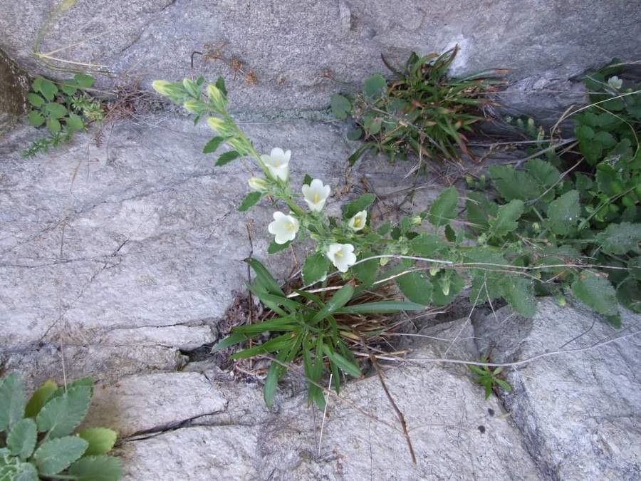 Campanula lanata — search result for 'Campanulaceae'