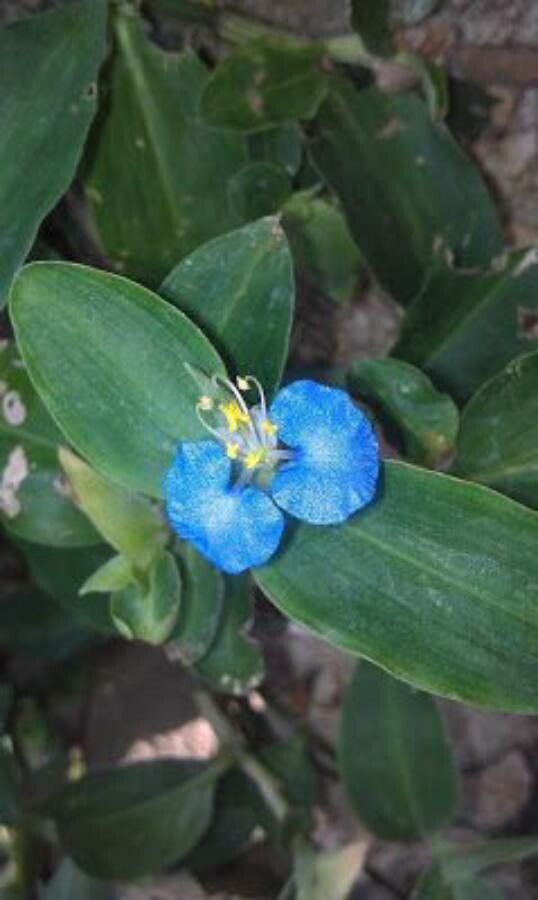 Commelina bracteosa flower