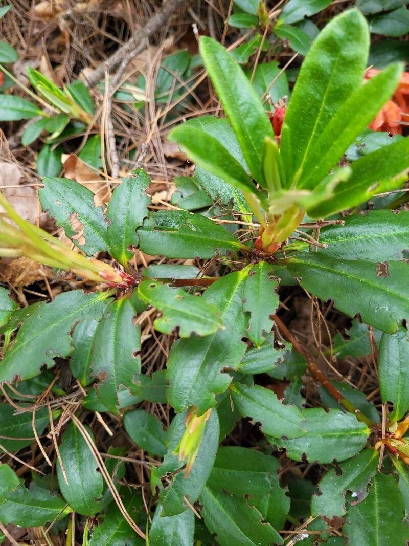 Rhododendron dichroanthum leaf