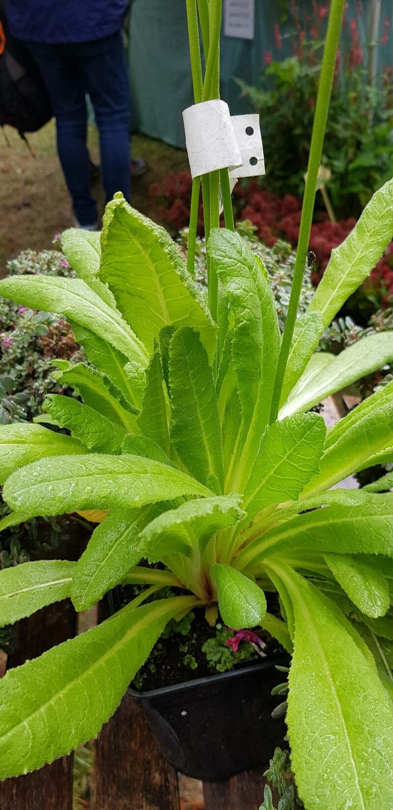 Primula vialii leaf