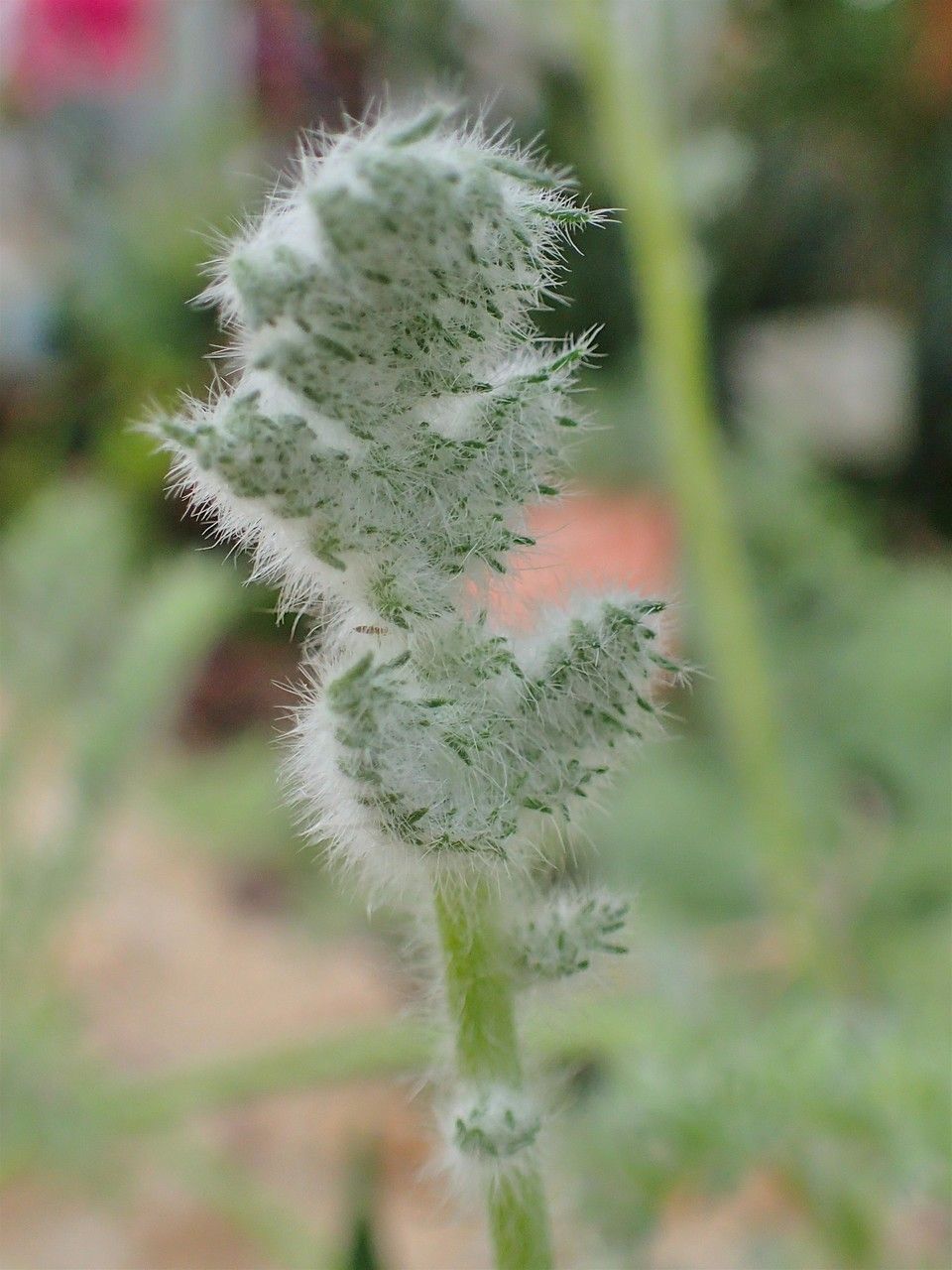 Pelargonium triste fruit