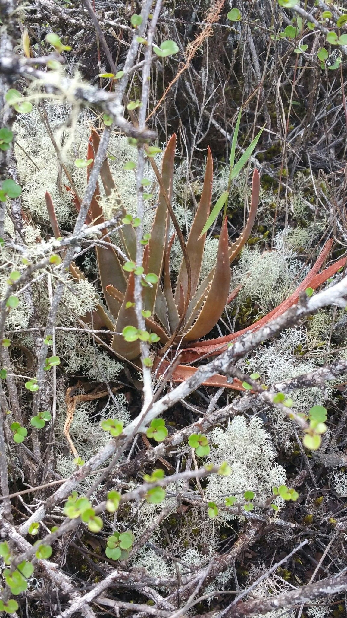 Aloe leandrii habit
