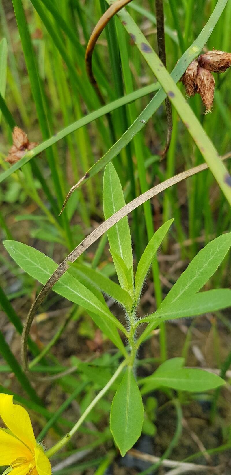 Ludwigia grandiflora leaf