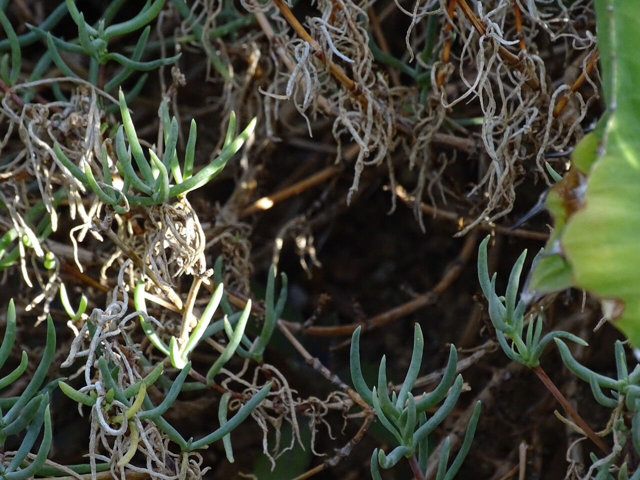 Lampranthus haworthii bark