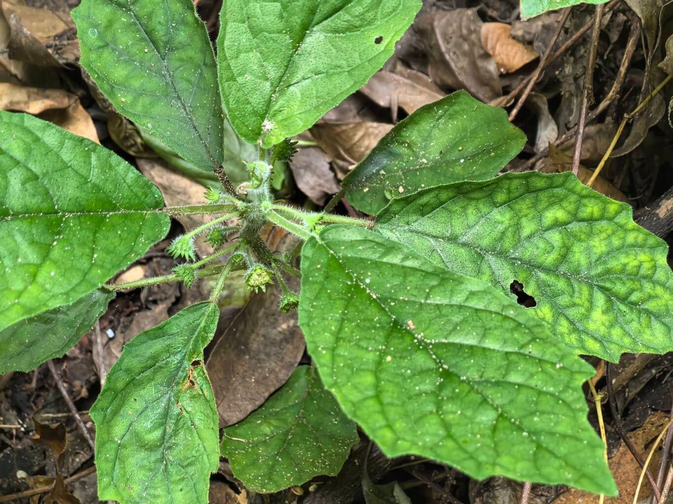 Dorstenia brownii — search result for 'Dorstenia'