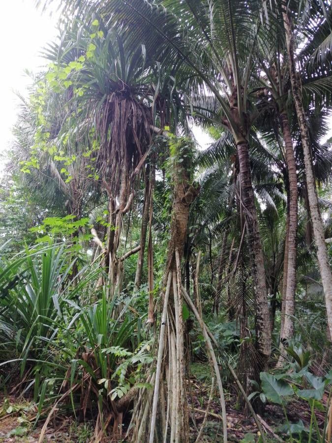 Pandanus urophyllus flower