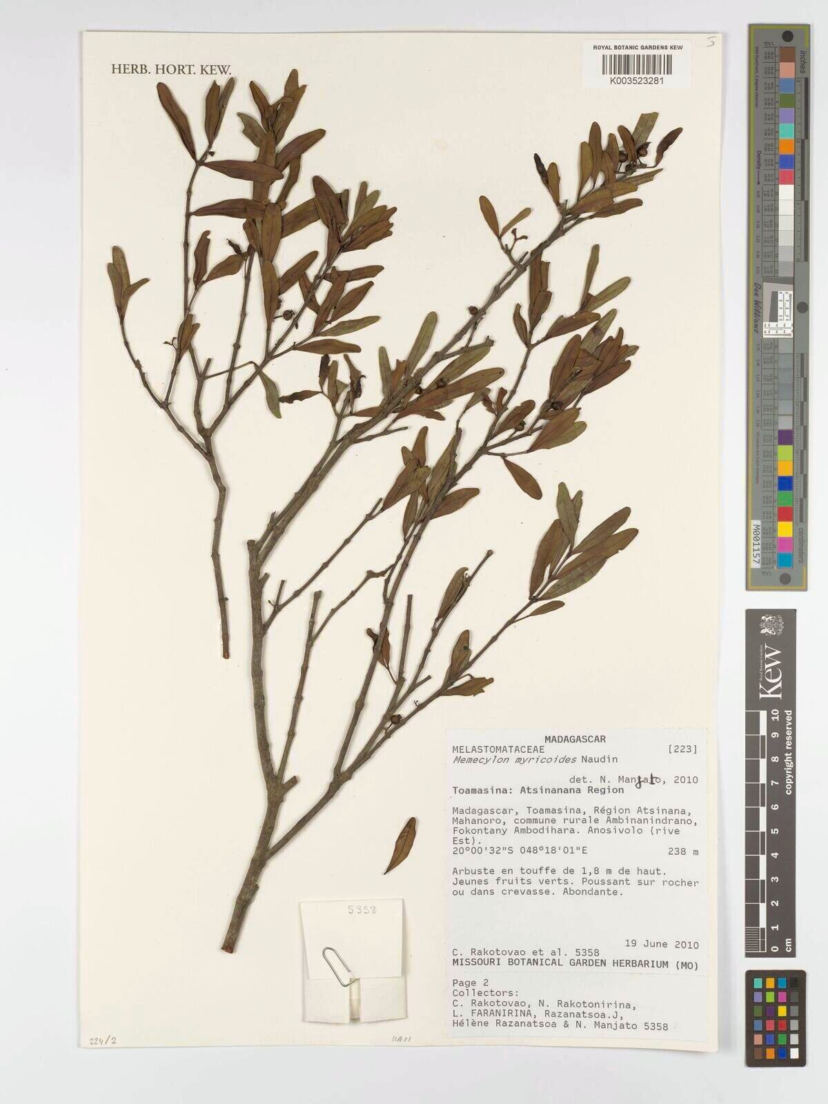 Memecylon myricoides — houseplant care guide