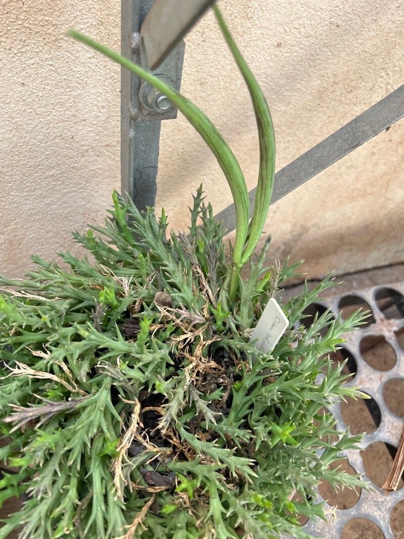 Orbea halipedicola fruit