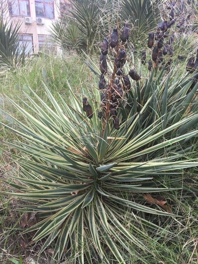 Yucca elata fruit
