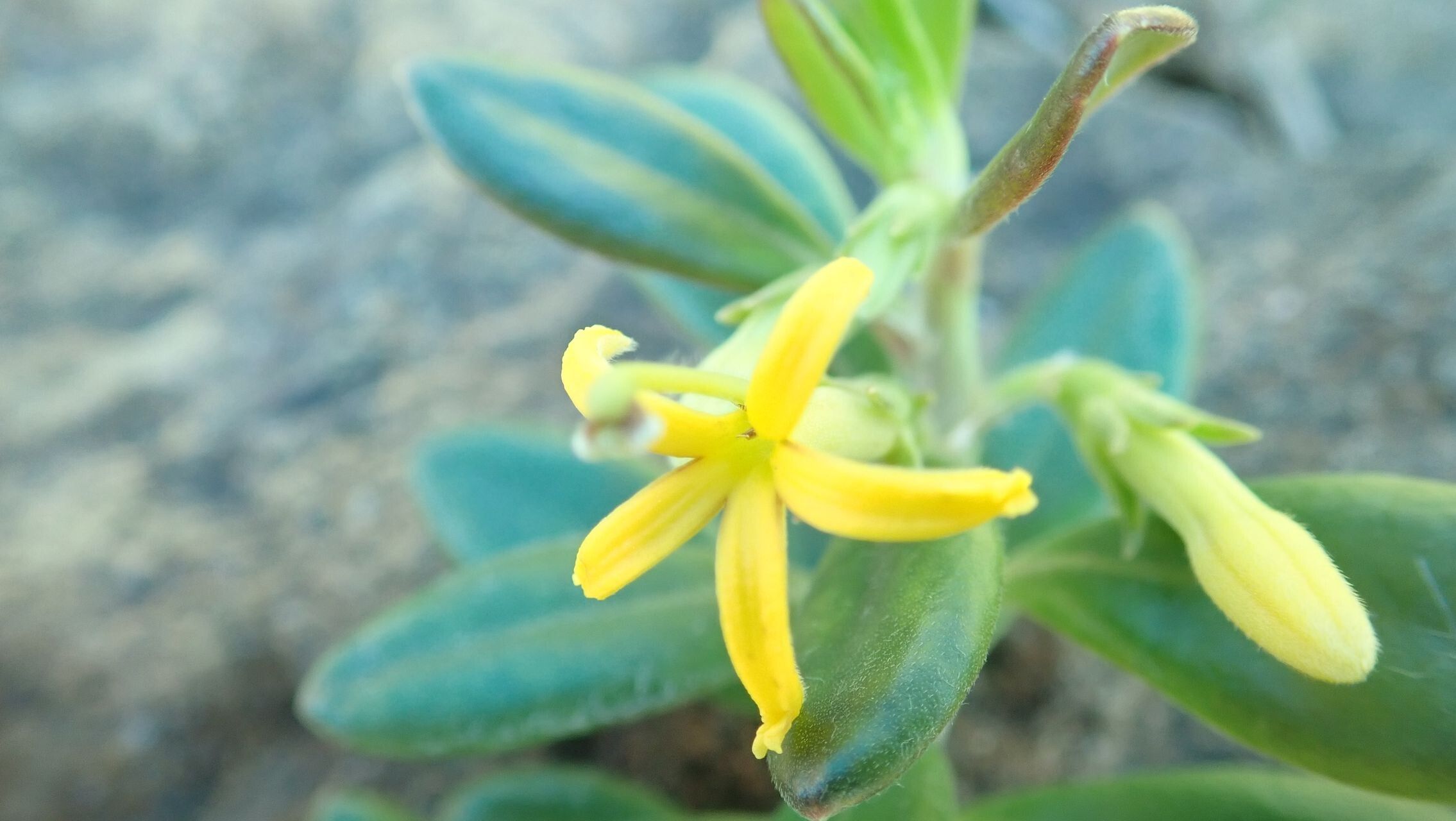 Scaevola barrierei flower