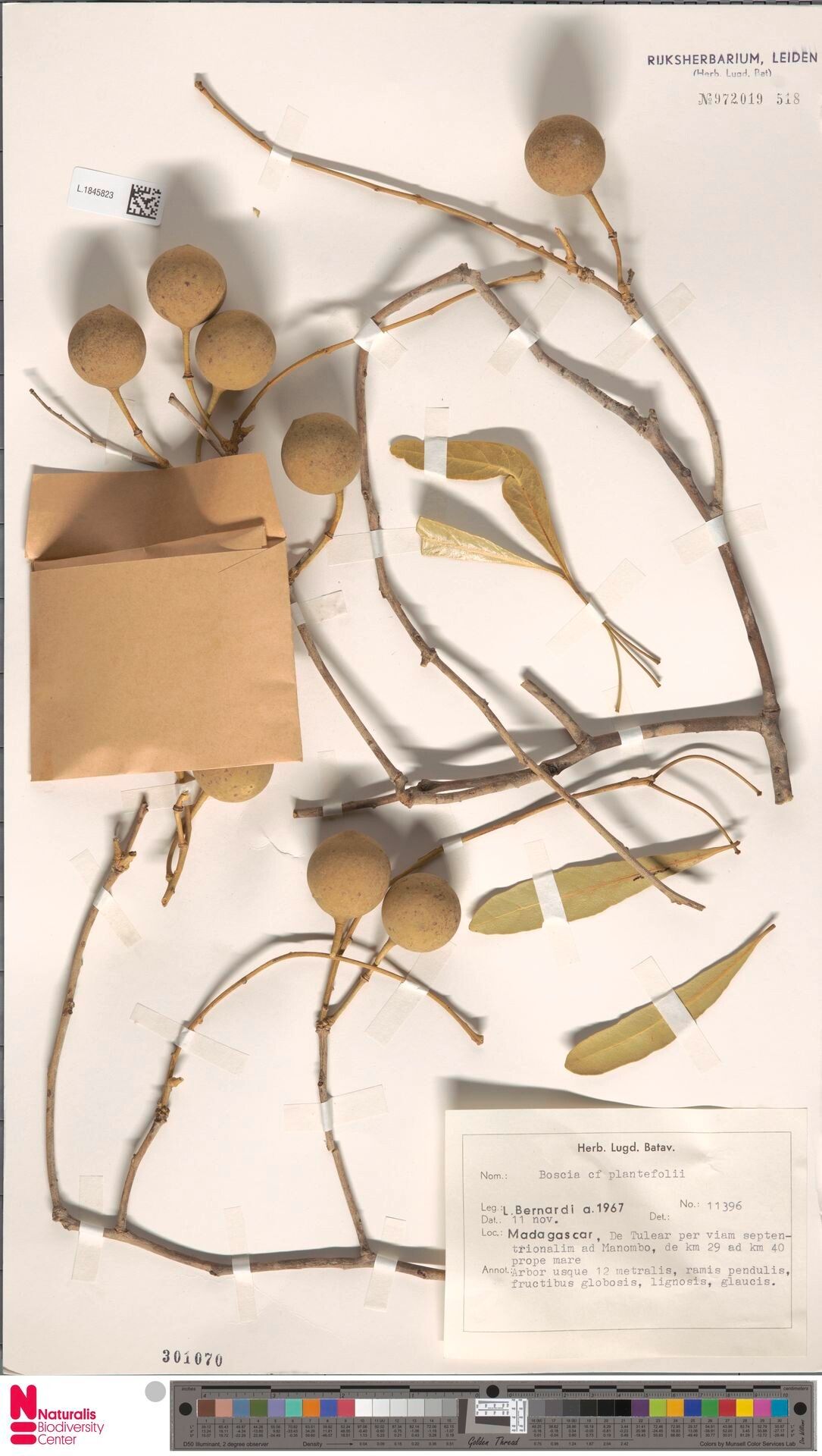 Boscia plantefolii — houseplant care guide