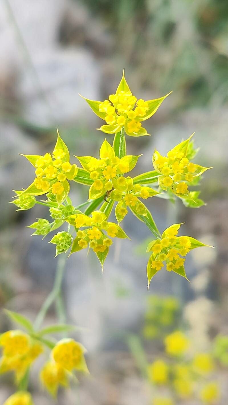 Bupleurum baldense flower