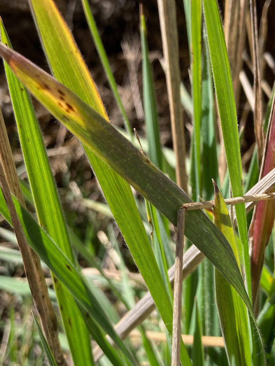 Bromus lanatus leaf