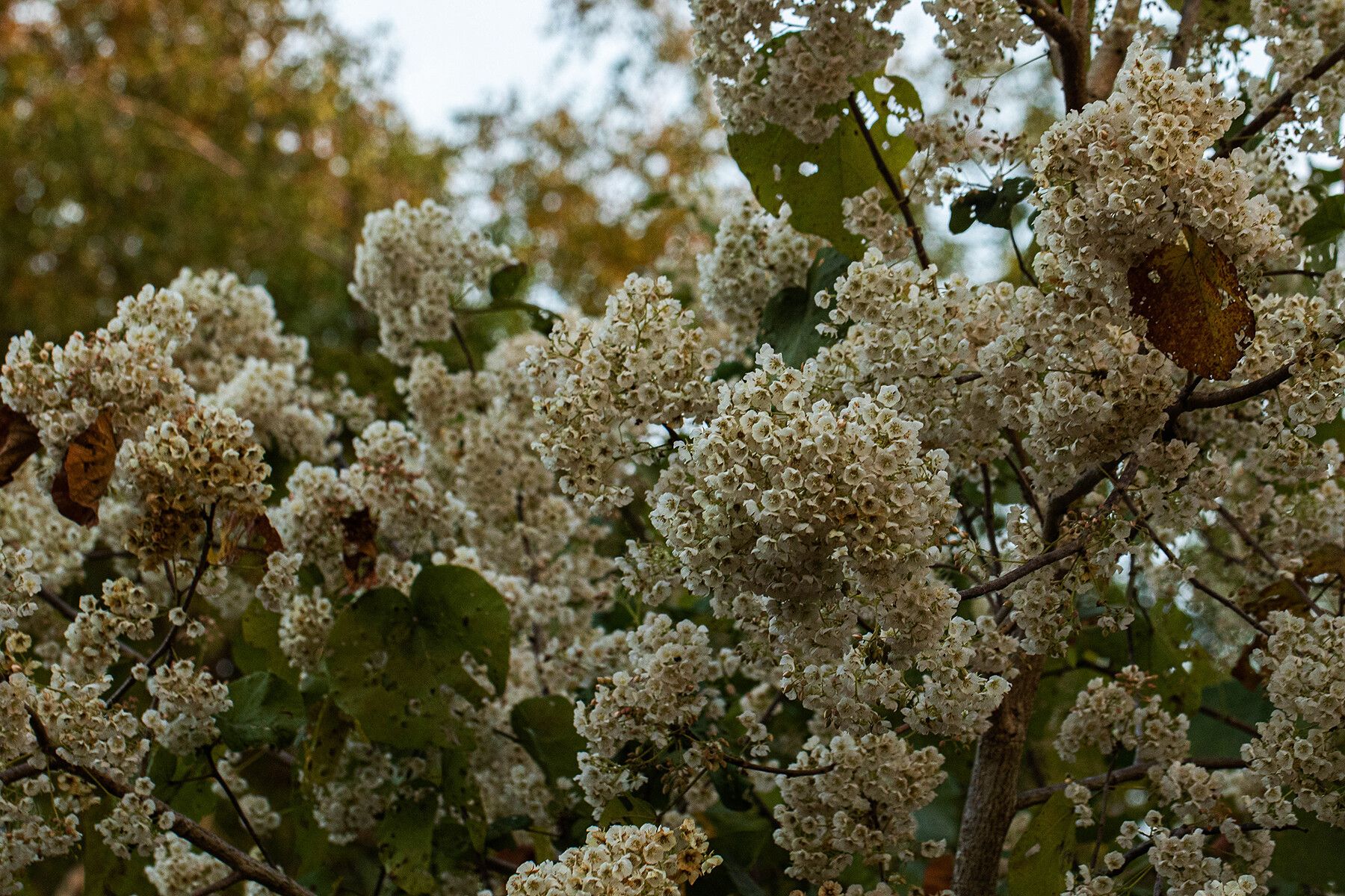 Dombeya shupangae — houseplant care guide