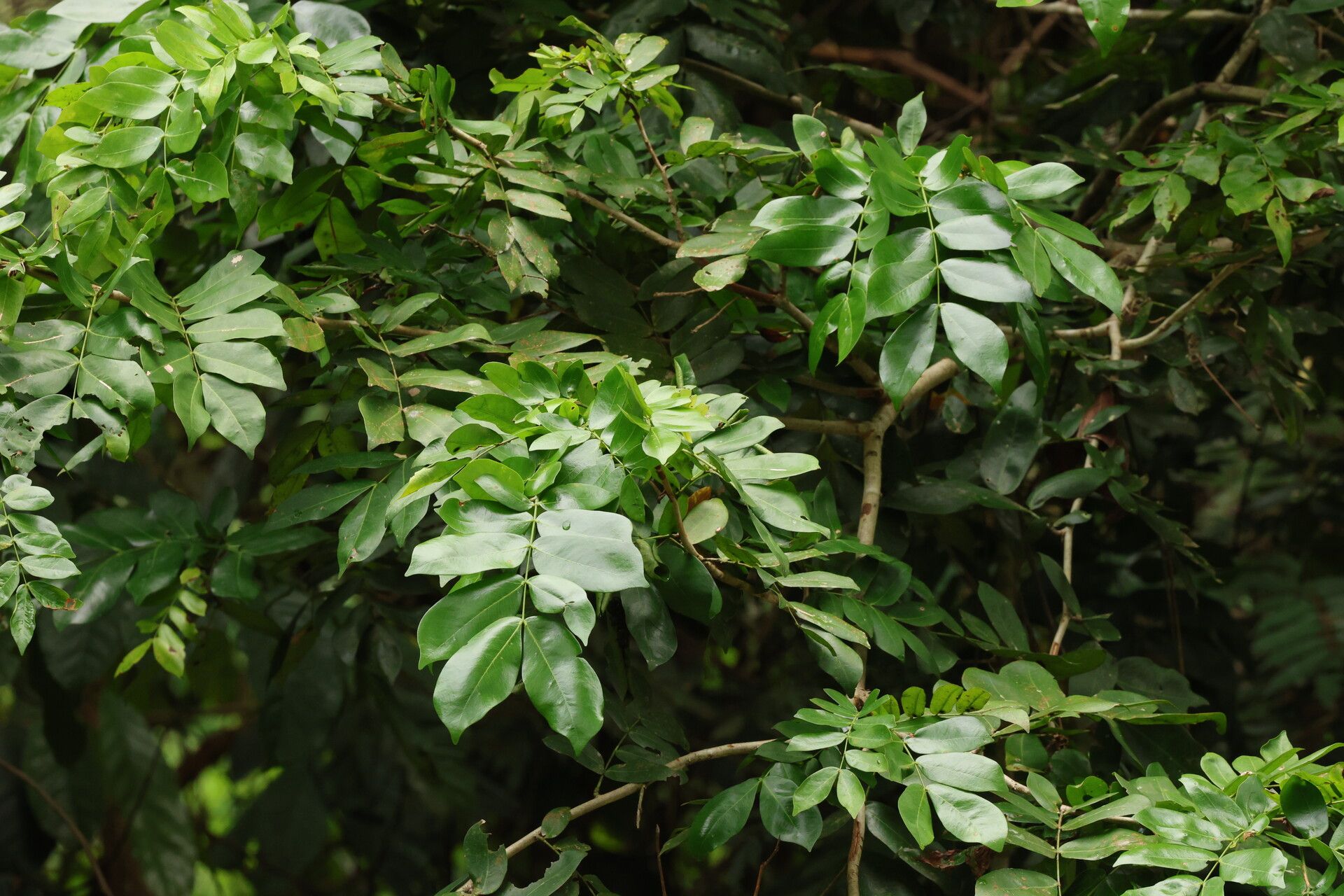 Julbernardia brieyi leaf