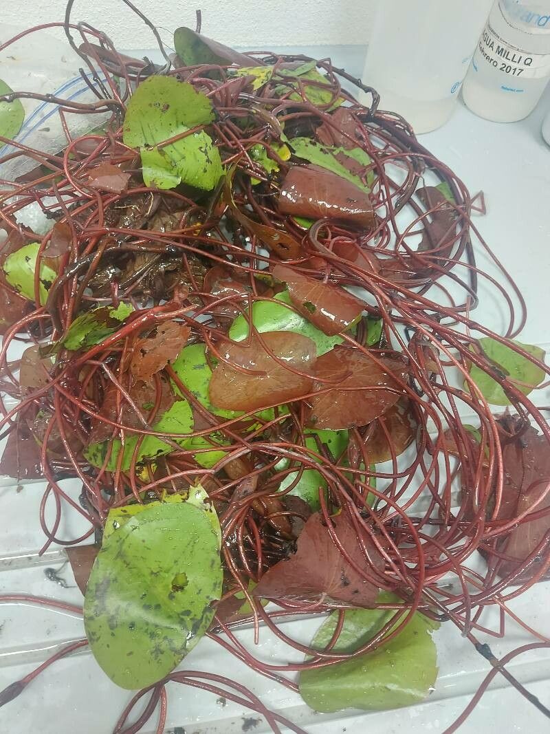 Brasenia schreberi — houseplant care guide