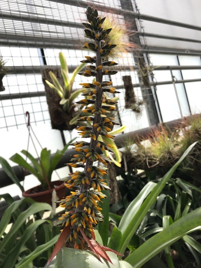 Aechmea angustifolia flower