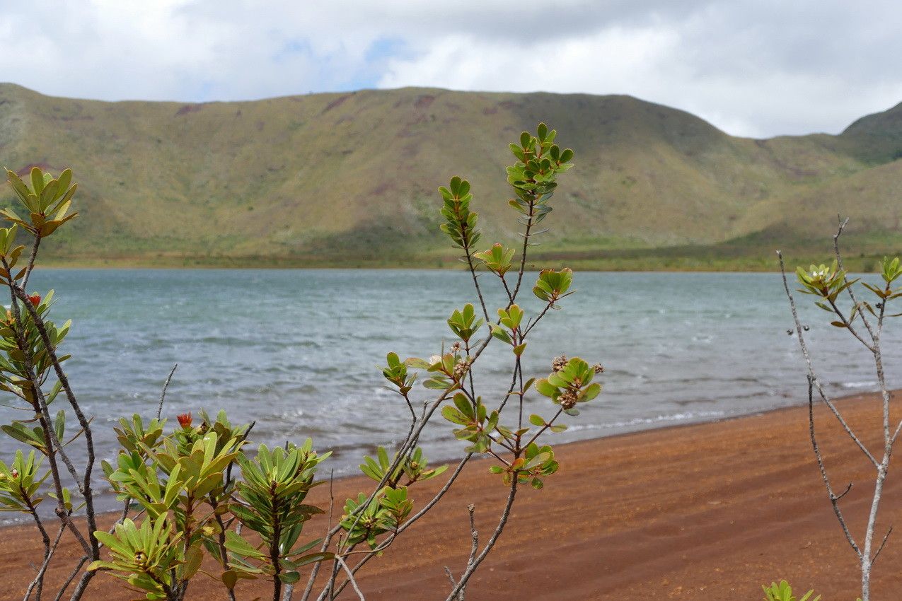 Pancheria communis habit