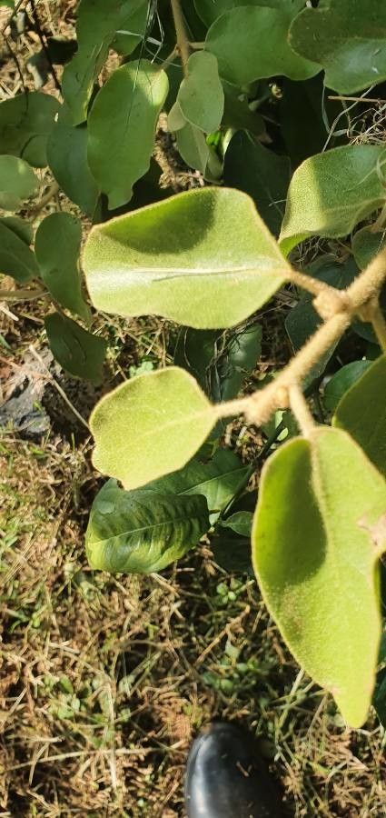 Erianthemum dregei leaf