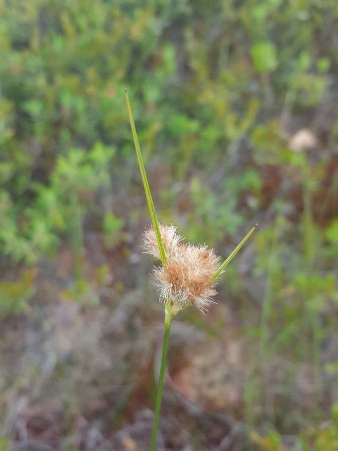 Eriophorum virginicum flower