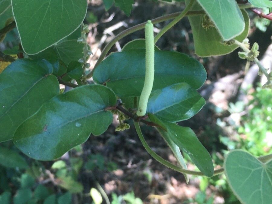 Piper tuberculatum flower