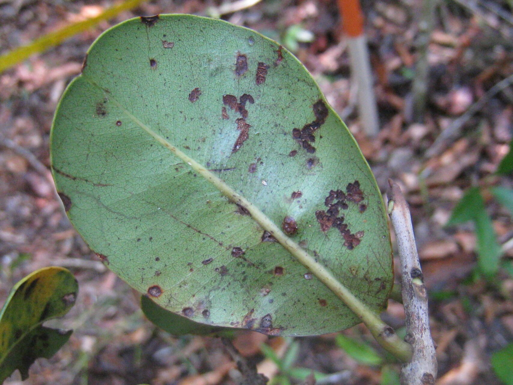 Pradosia schomburgkiana leaf
