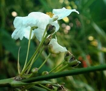 Aquarius decumbens flower