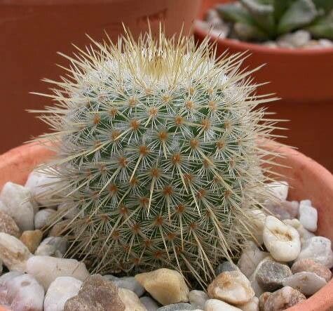 Mammillaria dixanthocentron habit