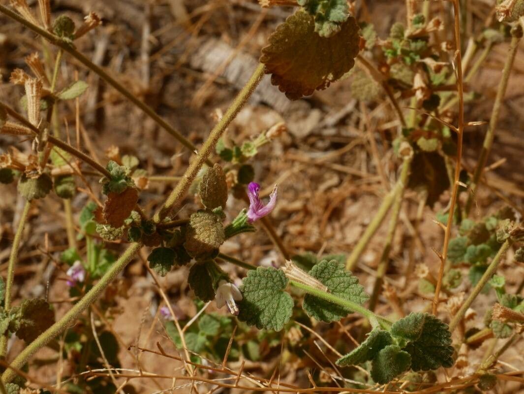 Ballota saxatilis other