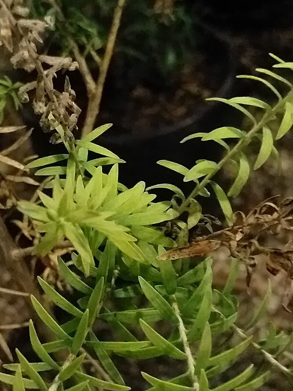 Melaleuca lateritia — houseplant care guide