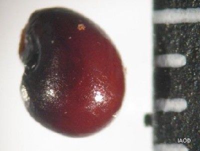 Hibbertia bouletii other