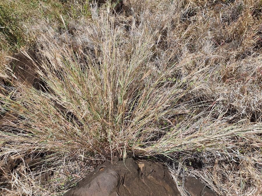 Andropogon schirensis leaf