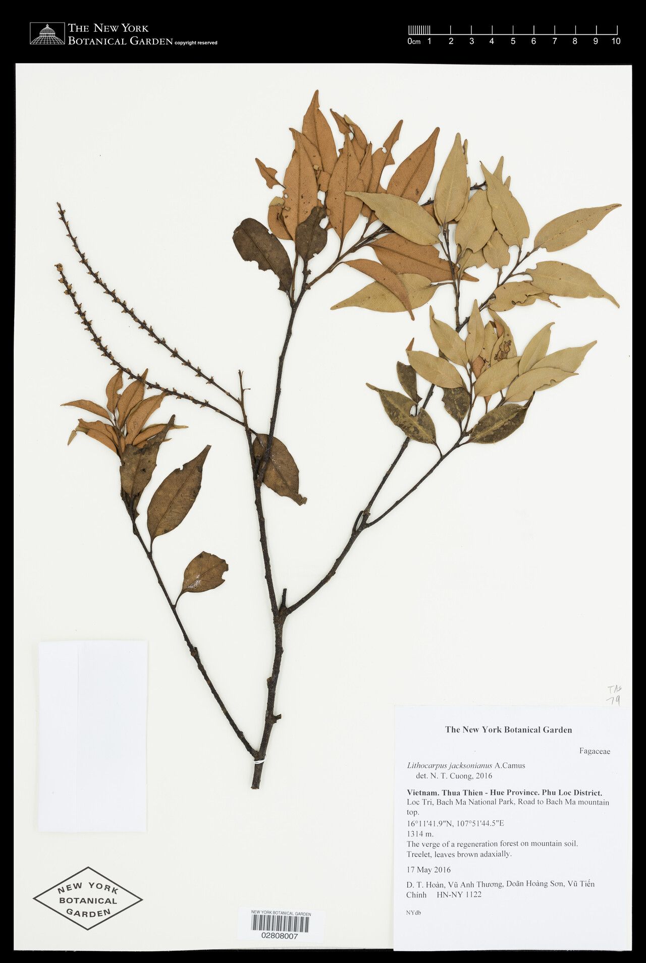 Lithocarpus jacksonianus — houseplant care guide