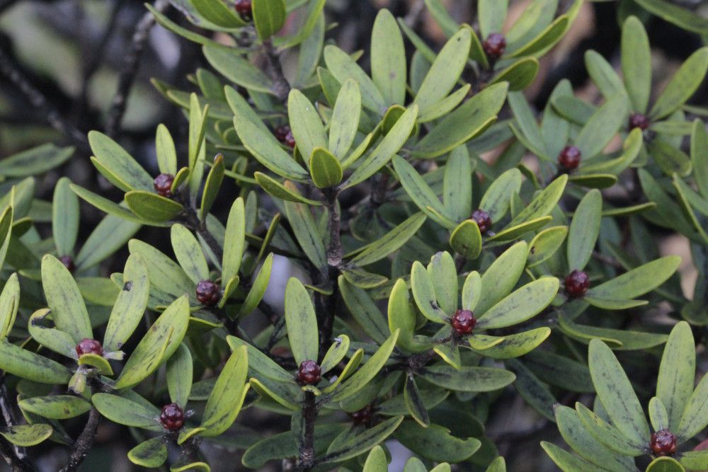 Melaleuca buseana habit