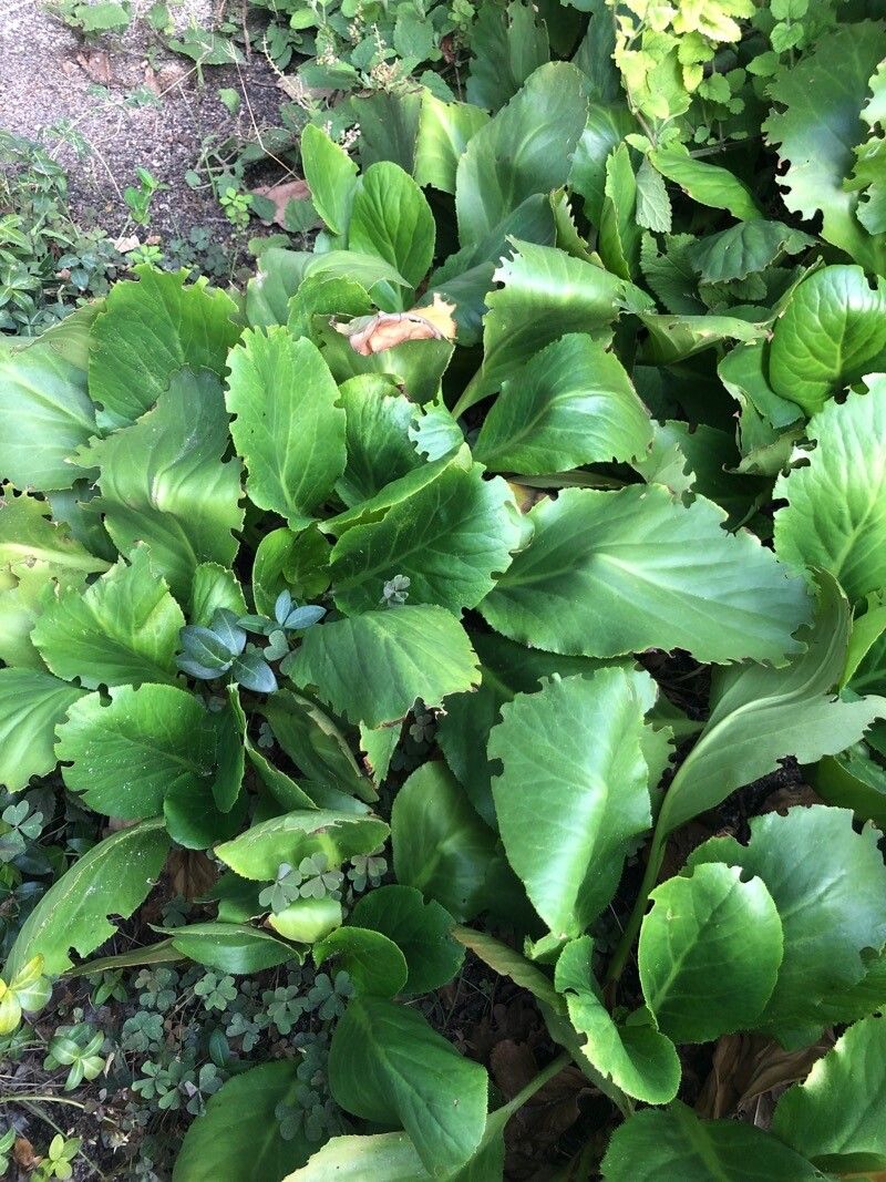 Bergenia stracheyi leaf