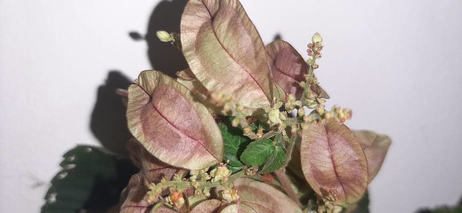 Urvillea rufescens — related species from the same genus